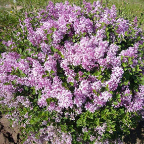    Syringa josikaea 